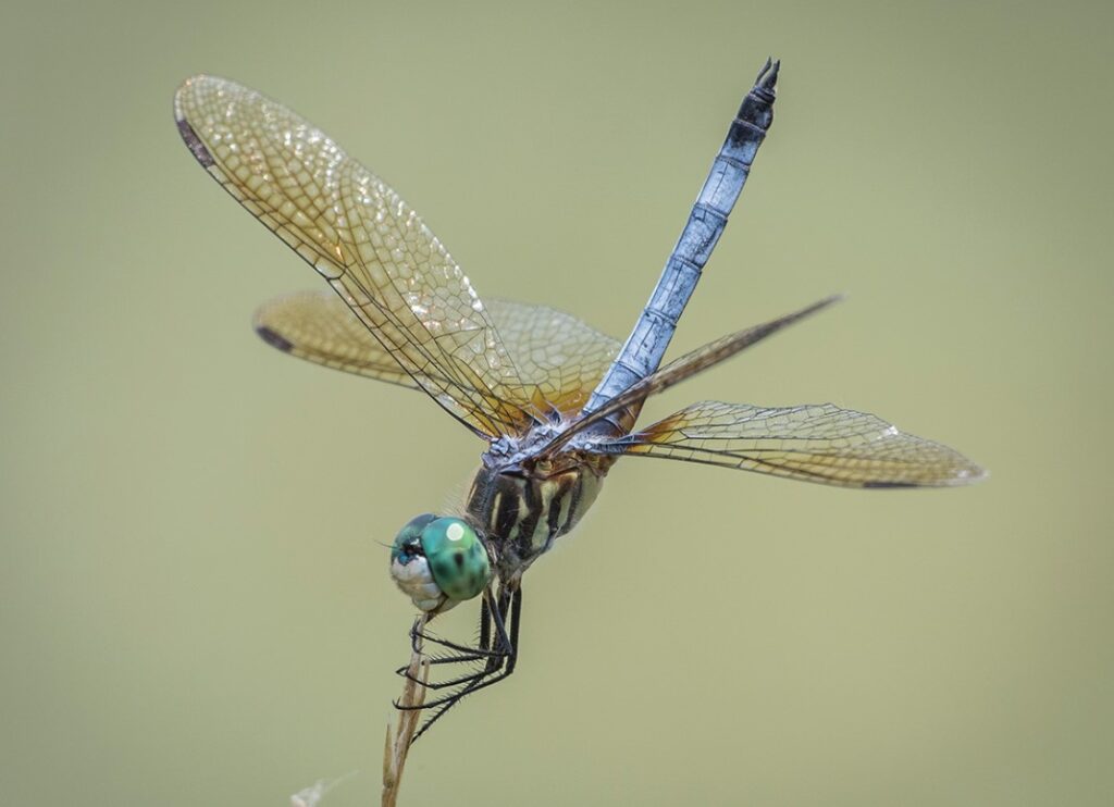 Dragonfly Meaning